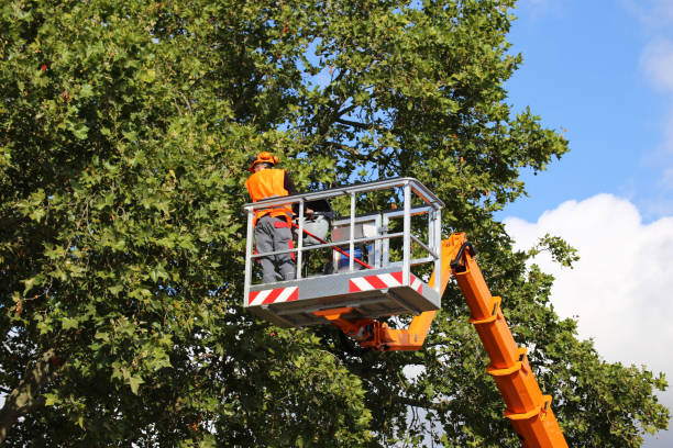 How Our Tree Care Process Works  in  Bloomfield, MO